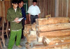Cán bộ xã Nà Hẩu lập biên bản số gỗ lâm tặc khai thác trái phép trên địa bàn.